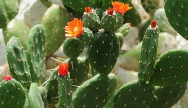 Cactusi, maslini si smochini: cele mai la moda plante de interior