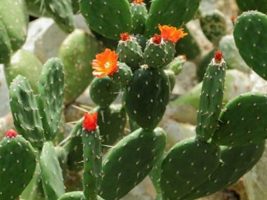 Cactusi, maslini si smochini: cele mai la moda plante de interior